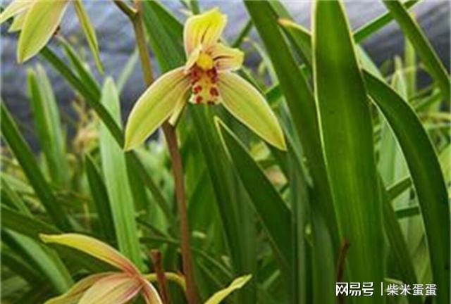 6686体育新手入门级兰花一年开花多次兰香浓郁物美价廉还很好养护(图5)