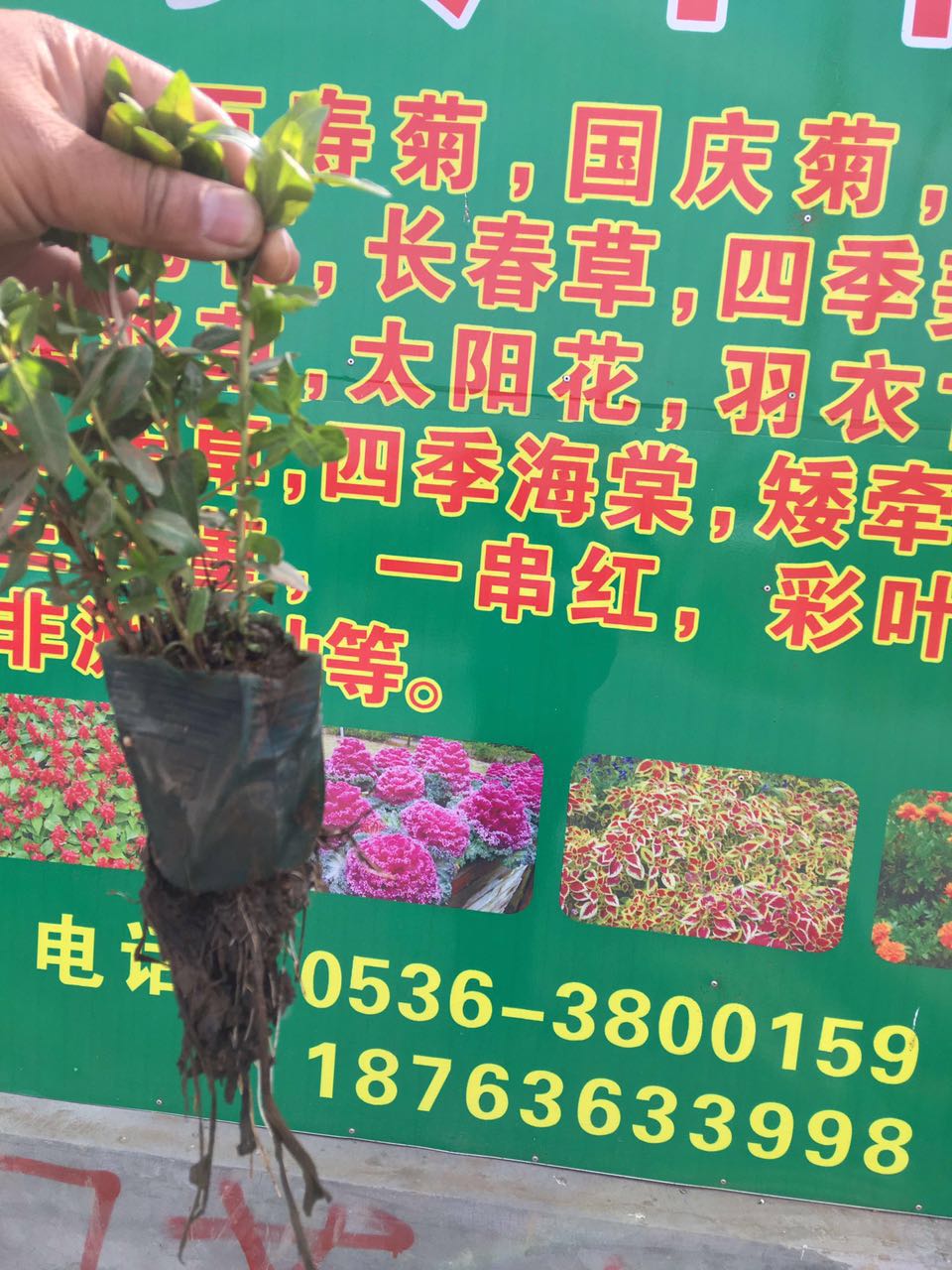 全国各地水6686体育生植物养护知识大全(图1)