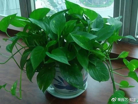 几种常见植物的养护方法6686体育和技巧(图5)