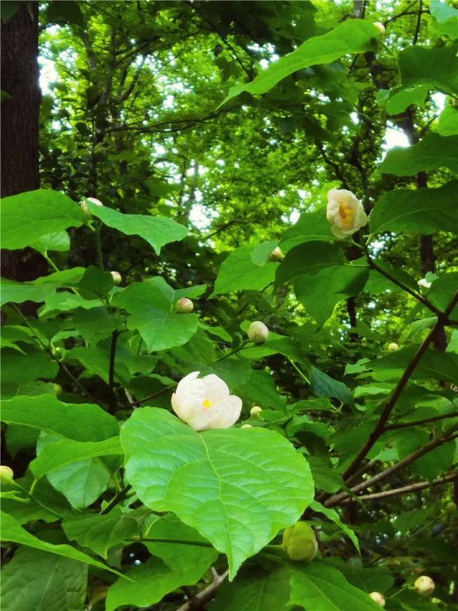 杭州植物园里的神奇植物开花啦！不过不香还有股特殊的气味6686体育(图3)