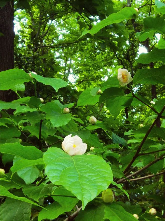 杭州植物园里的神奇植物开花啦！不过不香还有股特殊的气味6686体育(图4)