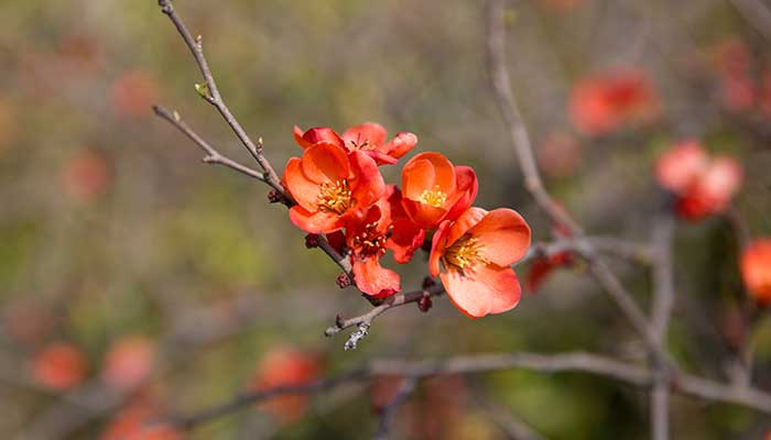 6686体育太原植物园里有什么植物 太原园有哪些花可以赏(图2)