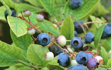 蓝6686体育莓种植蓝莓栽培经验分享来学学怎么清理杂草(图2)