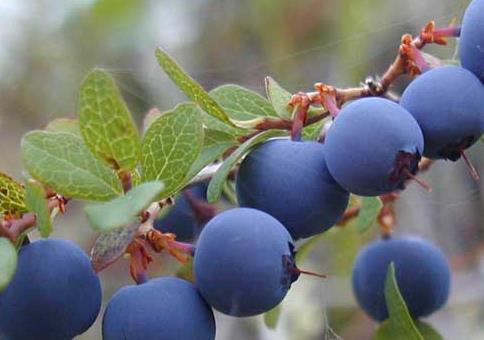 蓝6686体育莓种植蓝莓栽培经验分享来学学怎么清理杂草(图3)