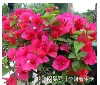 6686体育从南方到北方叶子花“三角梅”的养护方法不一样！(图7)