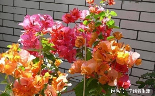 6686体育从南方到北方叶子花“三角梅”的养护方法不一样！(图4)