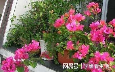 6686体育从南方到北方叶子花“三角梅”的养护方法不一样！(图5)