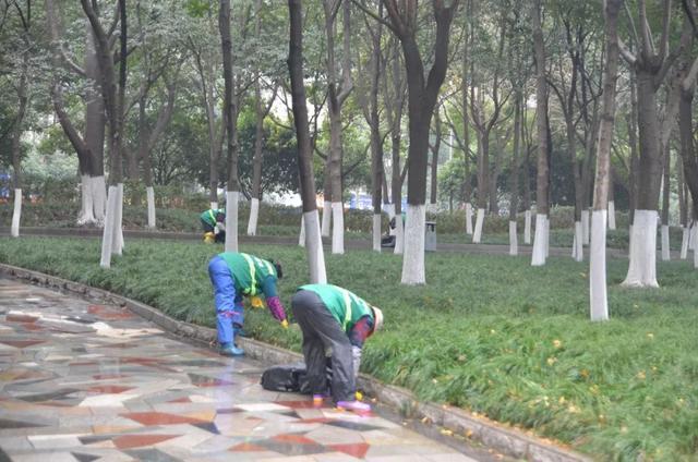 给植物松土、施肥、修剪、除杂……洪山区园林局冬季养护大比拼6686体育(图3)