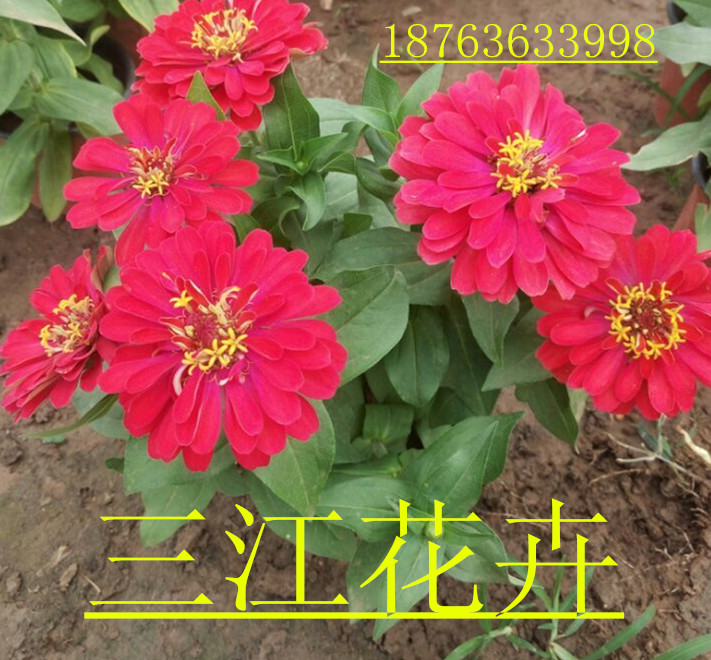 6686体育盆栽草花花卉养护知识(图1)