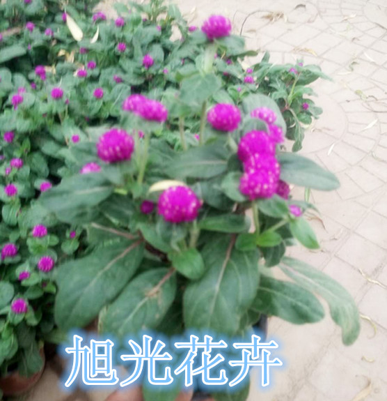 6686体育草花花卉养护知识大全(图1)