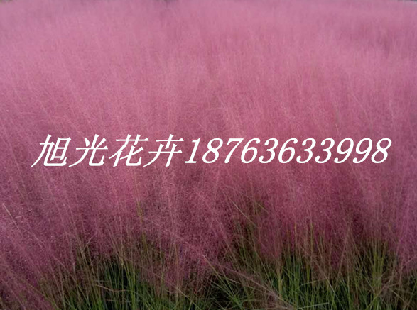 6686体育草花花卉养护知识大全(图3)