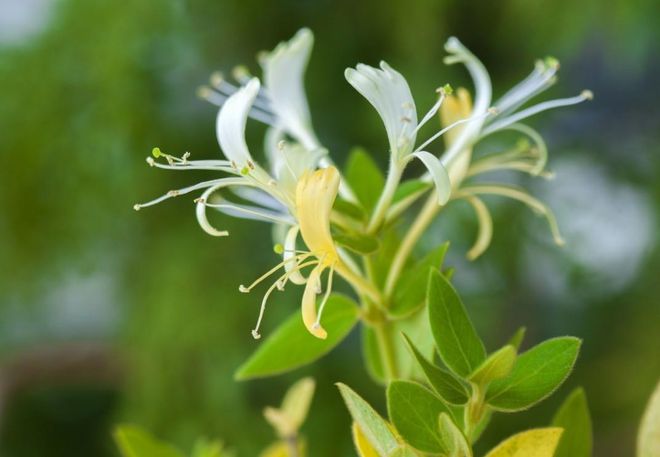 6686体育金银花花期及养护技巧轻松掌握一年开6个月花色丰富(图1)