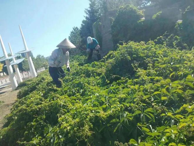 6686体育炎炎夏日 绿化养护正忙时—“四加强”开启夏季园林绿化养护模式(图4)