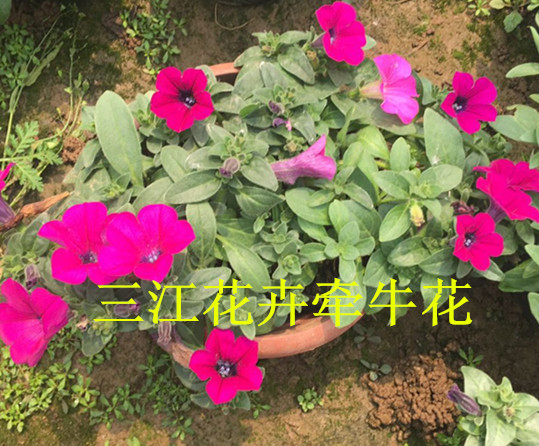 草花大全栽培6686体育管理技术(图1)