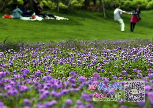 6686体育下载：循图探花 捕捉初夏美景（图）(图3)