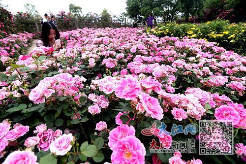 6686体育下载：循图探花 捕捉初夏美景（图）(图2)