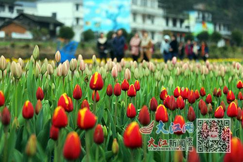 6686体育下载：循图探花 捕捉初夏美景（图）(图5)