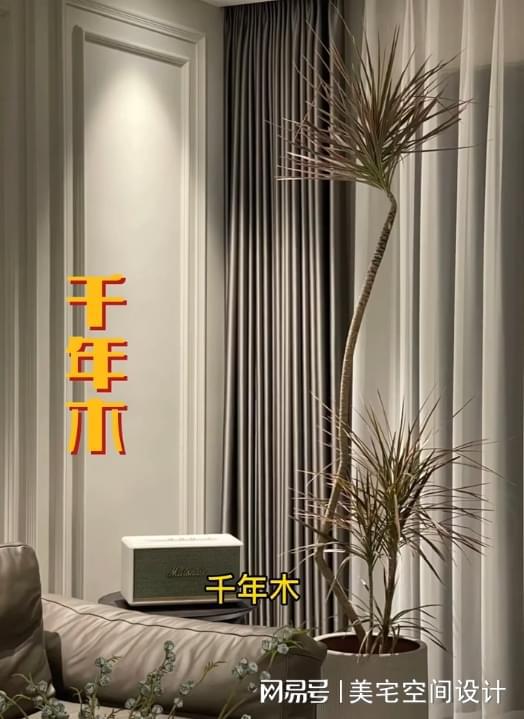 6686体育：适合摆在客厅的大型植物(图2)