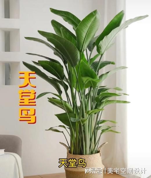 6686体育：适合摆在客厅的大型植物(图1)