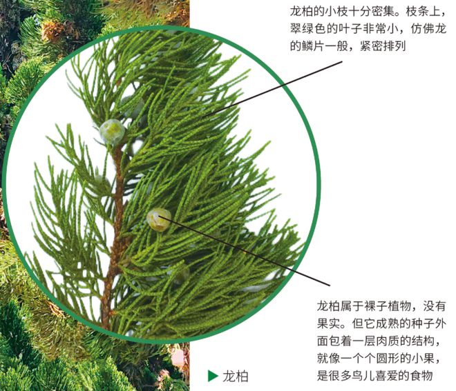 6686体育app：科学探秘 一起来寻龙这些“龙字辈”植物你知道吗？(图1)