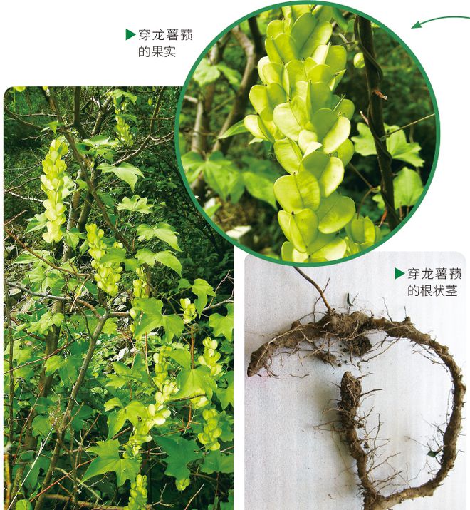 6686体育app：科学探秘 一起来寻龙这些“龙字辈”植物你知道吗？(图3)