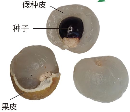 6686体育app：科学探秘 一起来寻龙这些“龙字辈”植物你知道吗？(图6)