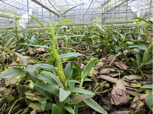 6686体育下载：石斛就是植物医生高山植物打造国妆标杆(图1)