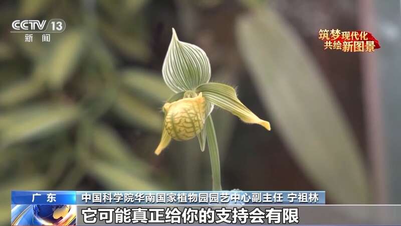 6686体育下载：让100多种植物扎根岭南大地 他在调研与实验中找到答案(图2)