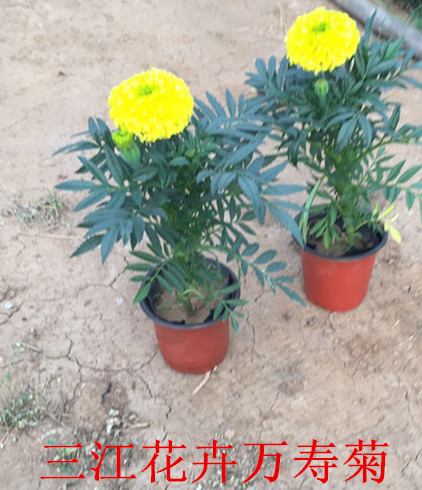 6686体育官网：肉肉植物养护知识(图1)