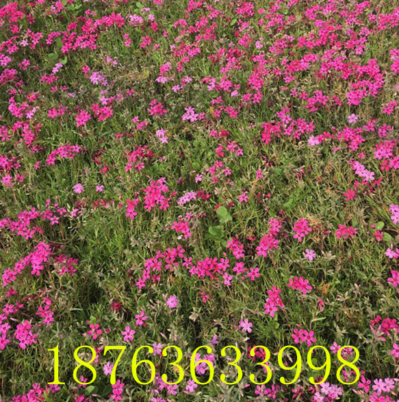 6686体育官网：花卉图片大全(图1)
