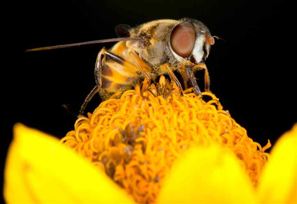 6686体育官网：【图】 花粉是植物的吗？高清下的蜂花粉(图7)