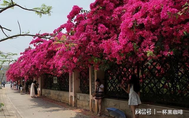 6686：家里阳台或院子不妨种几株“它”花开似海花色娇艳喜人(图6)